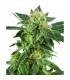 Auto Snow Ryder  5 u. fem. White Label