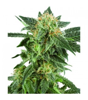 Auto Snow Ryder  5 u. fem. White Label