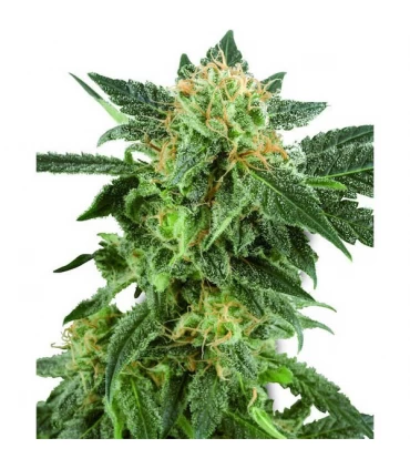 Auto Snow Ryder  5 u. fem. White Label