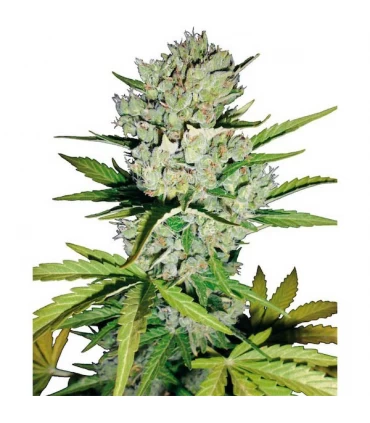 Auto Super Skunk   3 u. fem. White Label