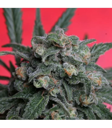 A-Train - T.H. Seeds.