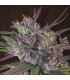 Old Timers Haze 5 u. reg. Ace Seeds