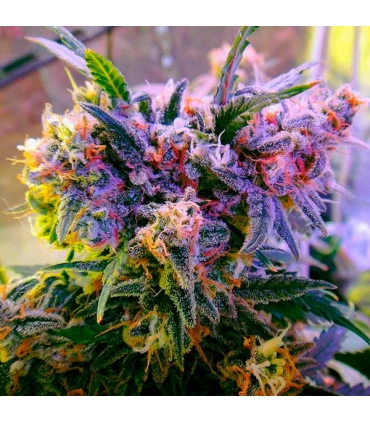 Aurora Indica - Nirvana - Kayamurcia.es