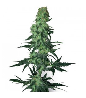 Amnesia White 10 u. reg. White Label