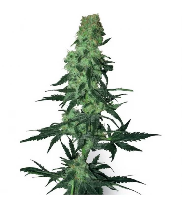 Amnesia White 10 u. reg. White Label