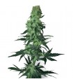 Amnesia White 10 u. reg. White Label