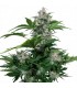 Auto White Dwarf  1 u. Blister x 10 reg. Buddha Seeds