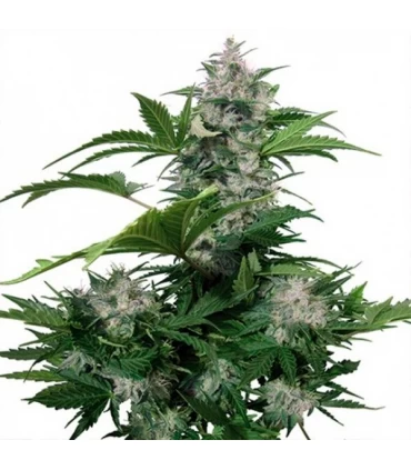 Auto White Dwarf  1 u. Blister x 10 reg. Buddha Seeds