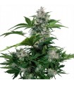 Auto White Dwarf  1 u. Blister x 10 reg. Buddha Seeds