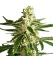 Auto White Diesel Haze  5 u. fem. White Label