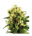 Auto White Haze  10 u. fem. White Label