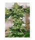Beyond The Brain 10 u. reg. Mandala Seeds AGOTADA EN ORIGEN