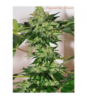 Beyond The Brain 10 u. reg. Mandala Seeds AGOTADA EN ORIGEN