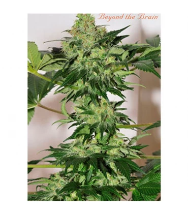 Beyond The Brain 10 u. reg. Mandala Seeds AGOTADA EN ORIGEN