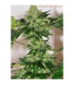 Beyond The Brain 10 u. reg. Mandala Seeds AGOTADA EN ORIGEN