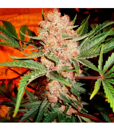 Bubblelicious - Nirvana - Kayamurcia.es