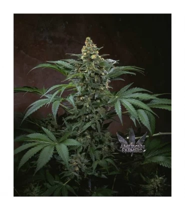 Bubblegum - T.H. Seeds.