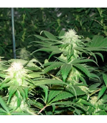 Blackberry - Nirvana - Kayamurcia.es