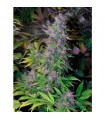 Blackberry 10 u. reg. The Sativaseed Bank
