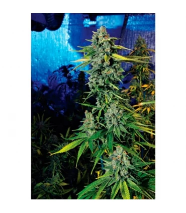Blue Dream Haze - The Cali Connection