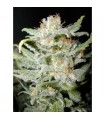 BangiHaze 10 u. reg. Cannabiogen
