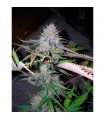 Blackjack 10 u. reg. The Sativaseed Bank