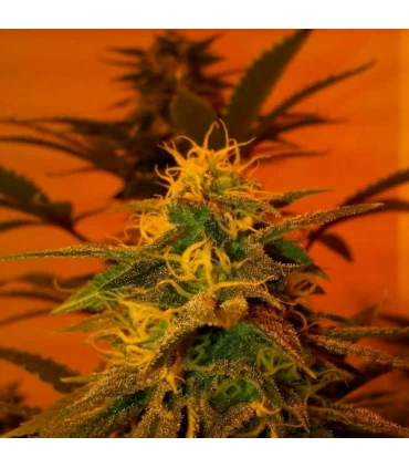 Blackjack - Nirvana - Kayamurcia.es