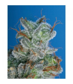 Burmese Kush  5 u. reg. T.H. Seeds