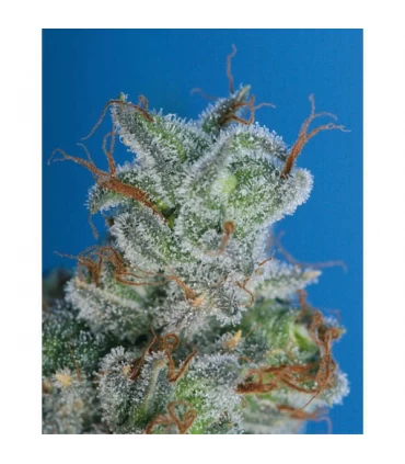 Burmese Kush  5 u. reg. T.H. Seeds