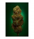 Buddha's Sister - Soma Seeds