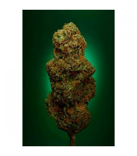 Buddha's Sister - Soma Seeds