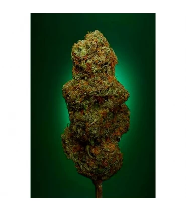 Buddha's Sister - Soma Seeds