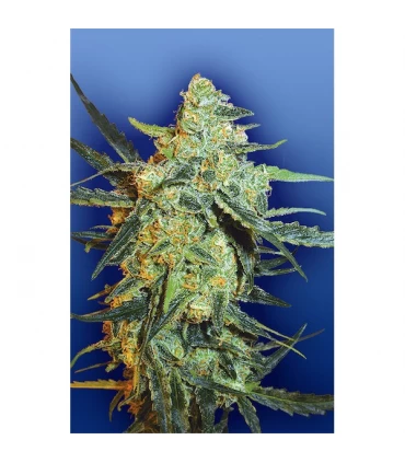 Blueberry Skunk - Flying Dutchmen