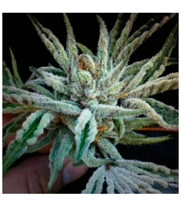 Buddha Tahoe OG Kush - The Cali Connection