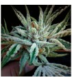 Buddha Tahoe OG Kush 10 u. reg. The Cali Connection
