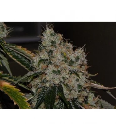 Chem 91 - The Cali Connection