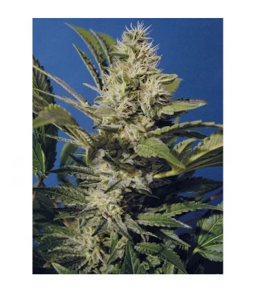 Chocolate Chunk  5 u. reg. T.H. Seeds