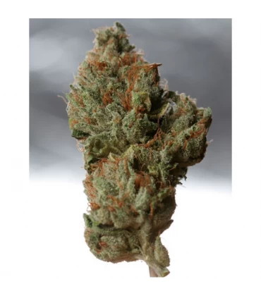 Cold Creek Kush 10 u. reg. T.H. Seeds