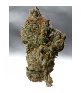 Cold Creek Kush  5 u. reg. T.H. Seeds