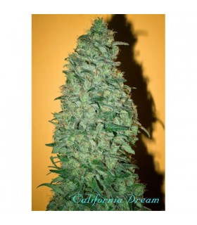 California Dream - Mandala Seeds