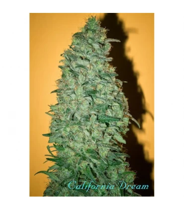 California Dream 6 sem. fem. Mandala Seeds