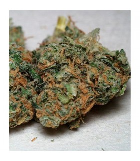 California Special 5 u. fem. KC Brains