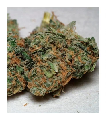 California Special 5 u. fem. KC Brains