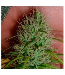 Chrystal 10 u. reg. Nirvana