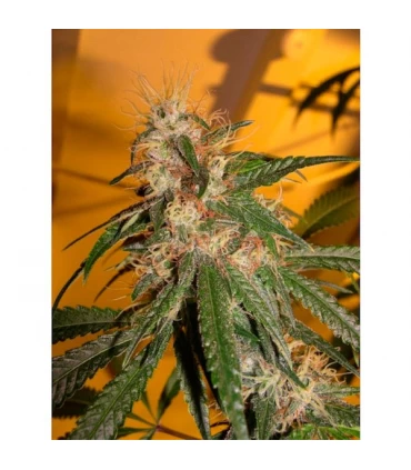 Chocolope - DNA Genetics - Kayamurcia.es
