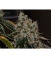 Chem 91 10 u. reg. The Cali Connection