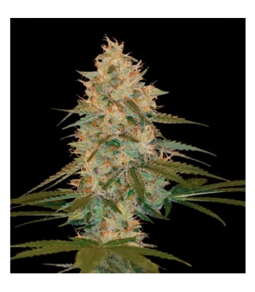 Chocolope Kush - DNA Genetics - Kayamurcia.es