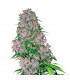Purple Bud - White Label