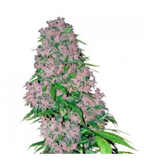 Purple Bud - White Label