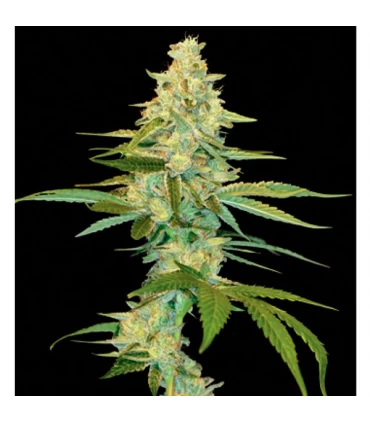 Cannalope Kush - DNA Genetics - Kayamurcia.es